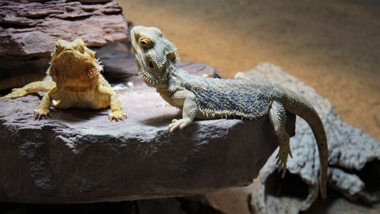 two bearded dragons in the terrarium