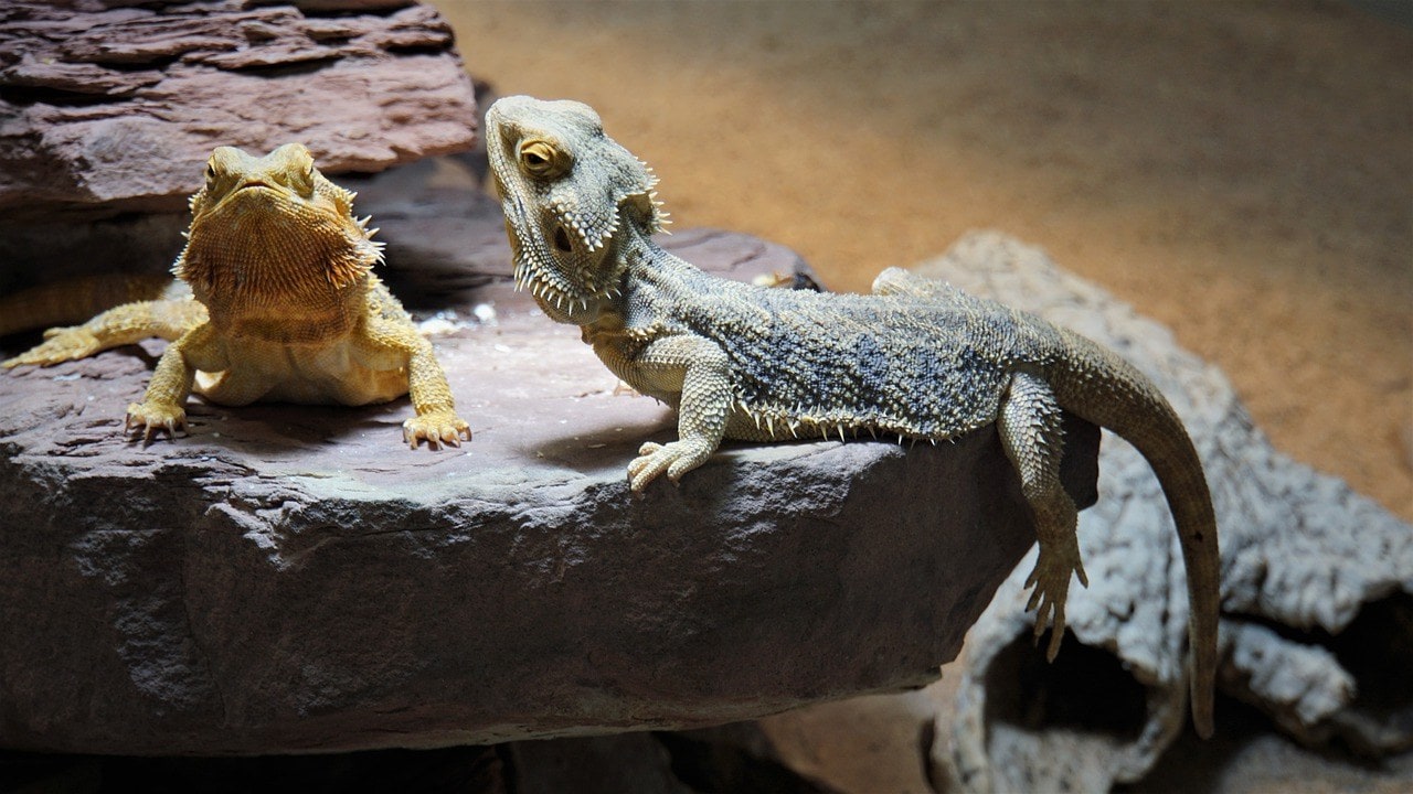 Bearded Dragons Essential Supplies List: 8 Things to Get for Your New