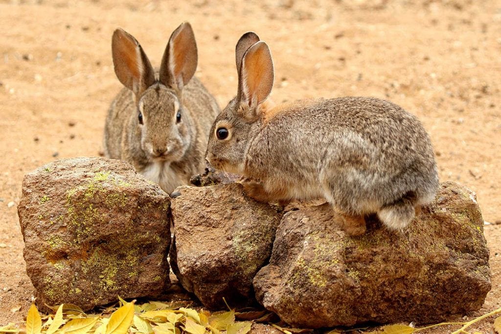 two Desert Cottontail Rabbits