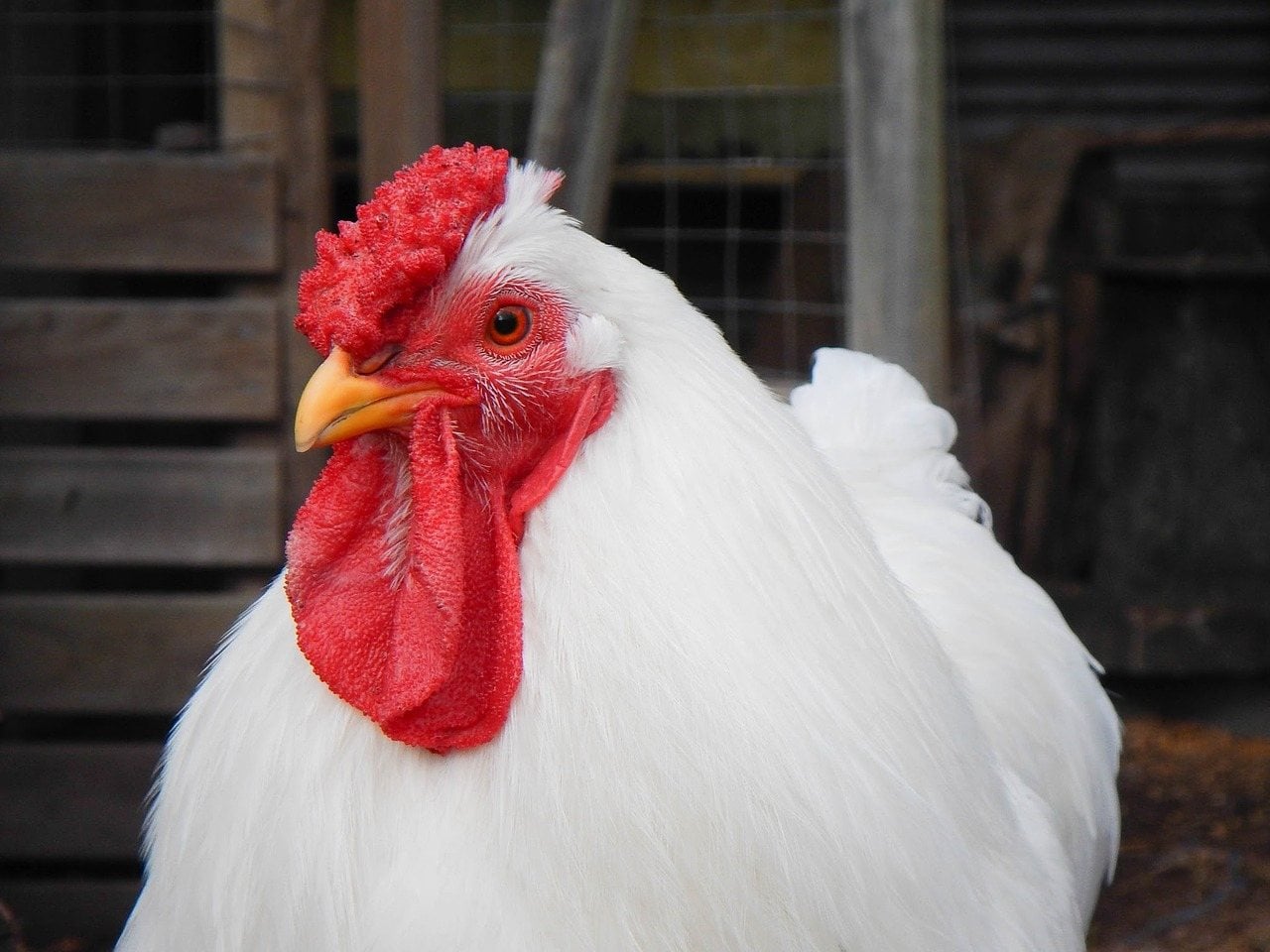 Top 13 White Chicken Breeds (with Pictures) | Pet Keen