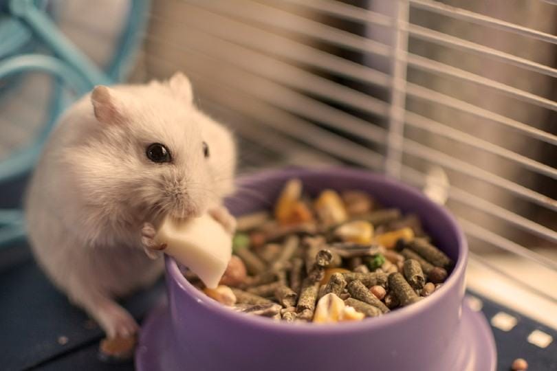 white rodent eating a piece of cheese