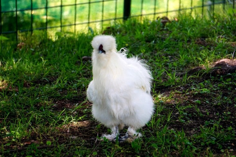 white silkie breed with Feathered Feet