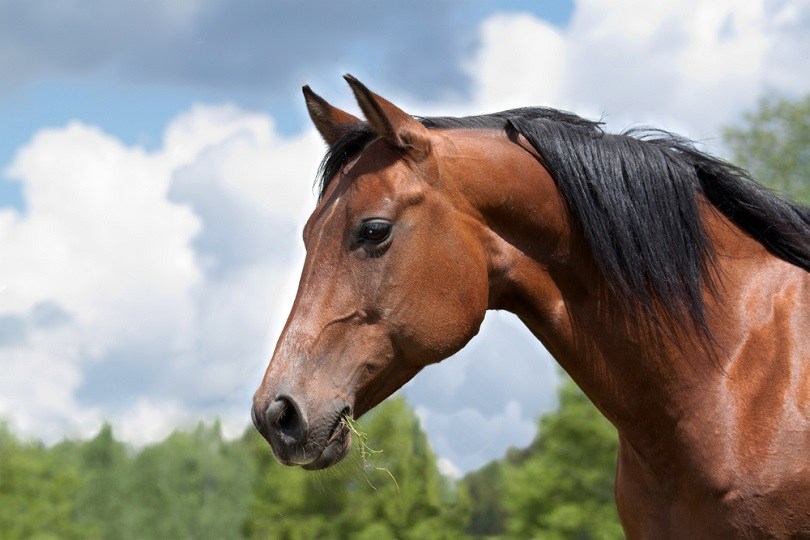 wild-Quarter-horse-mare