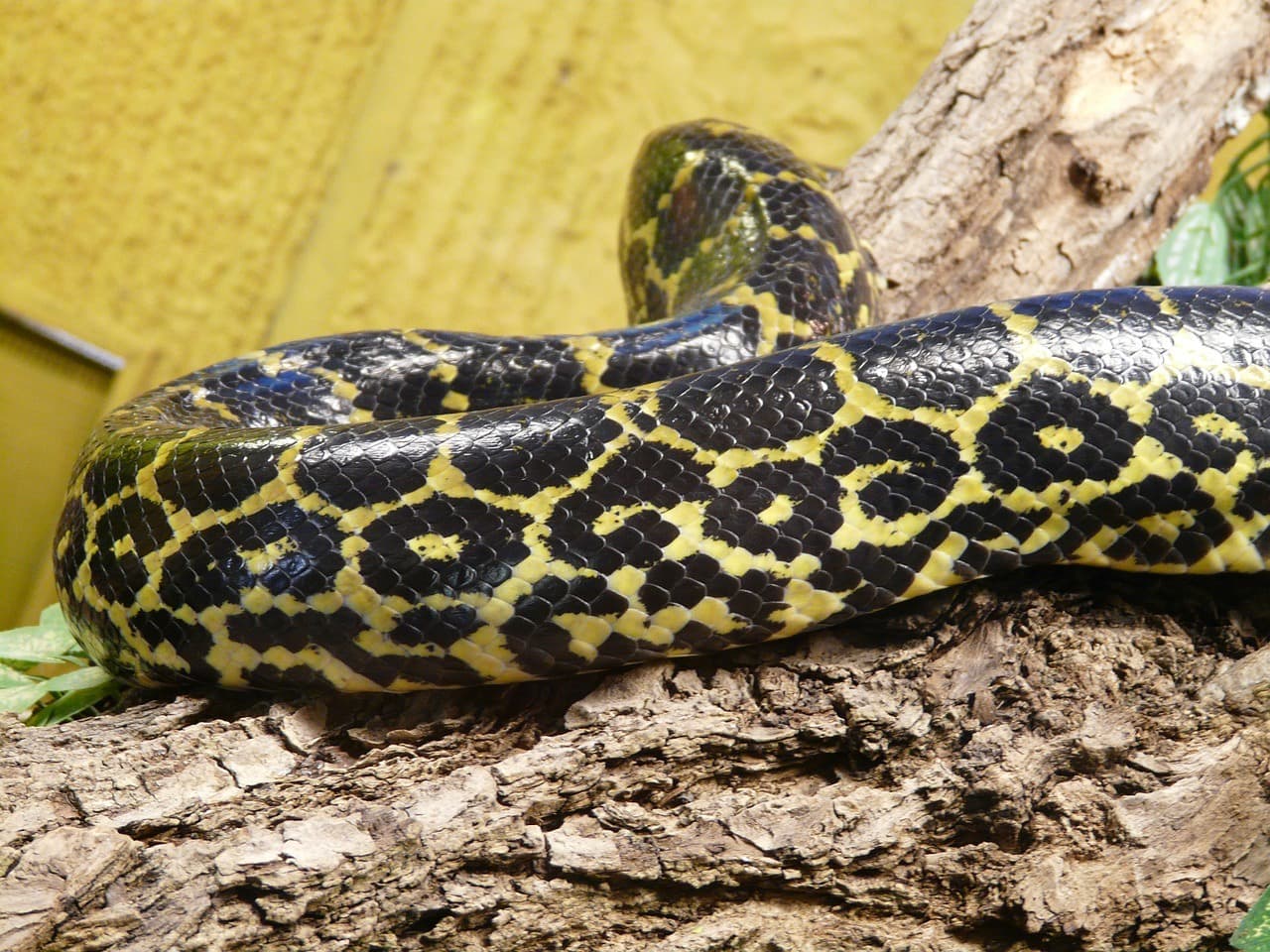 What Do Anacondas Eat in the Wild and as Pets? (An Overview) | Pet Keen