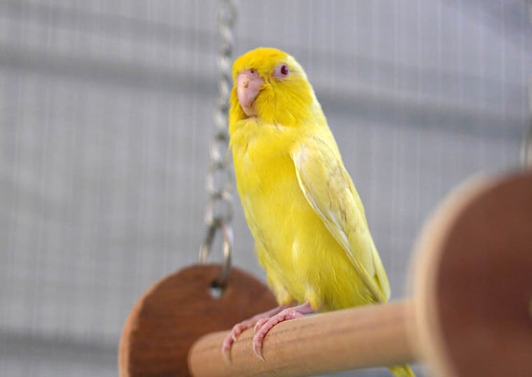 yellow-pacific-parrotlet-in-the-cage