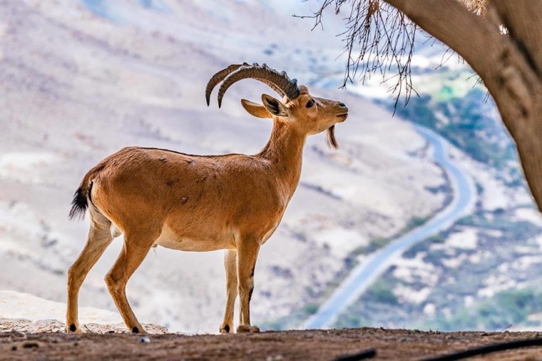 Yemen Mountain Goat