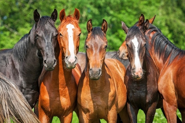 young horses in the pasture