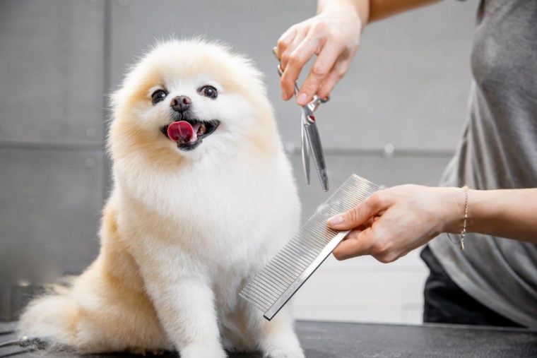 A dog getting a haircut