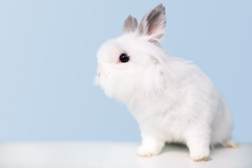 Gracias eternamente Anuncio Jersey Wooly Rabbit: Facts, Lifespan, Behavior & Care Guide (with Pictures)  | Pet Keen