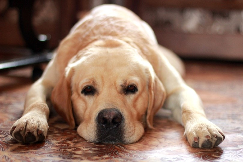 A-sad-labrador-lies-on-the-floor_Pernataya_Shutterstock