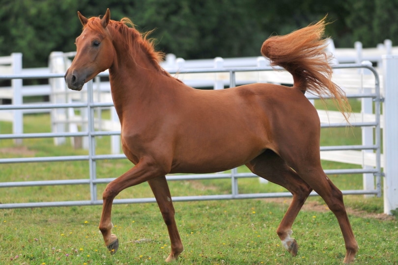 घास में सरपट दौड़ता एक युवा मॉर्गन घोड़ा