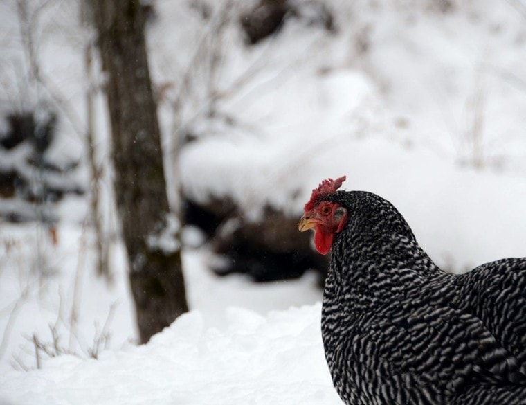 American Dominique chicken in the snow