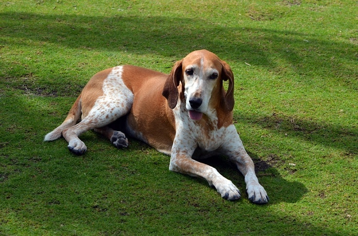 American-English-Coonhound-resting-on-grass