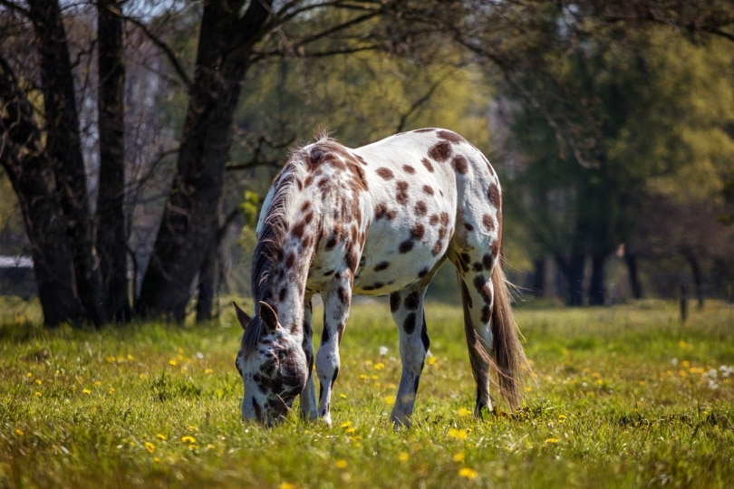 Appaloosa horse eating grass