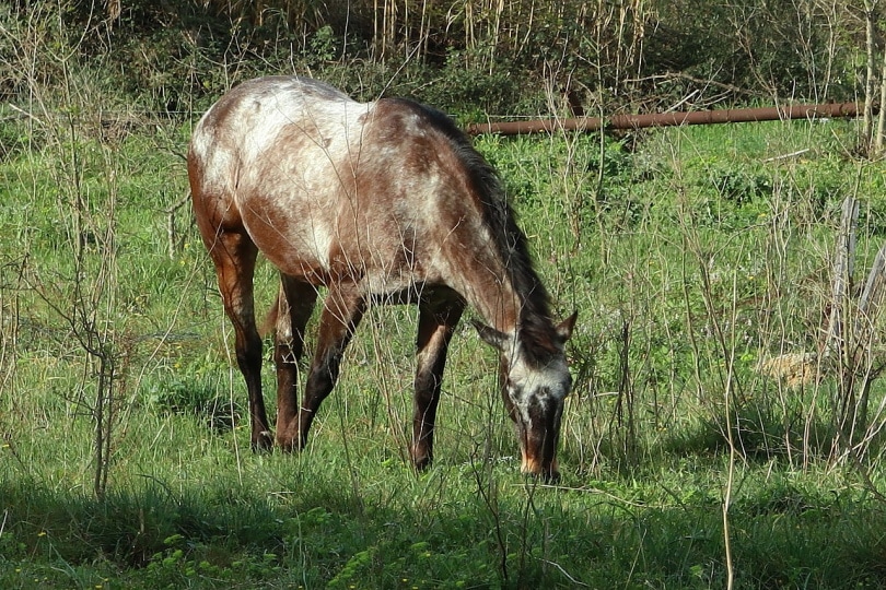 Appaloosa horse eating grass