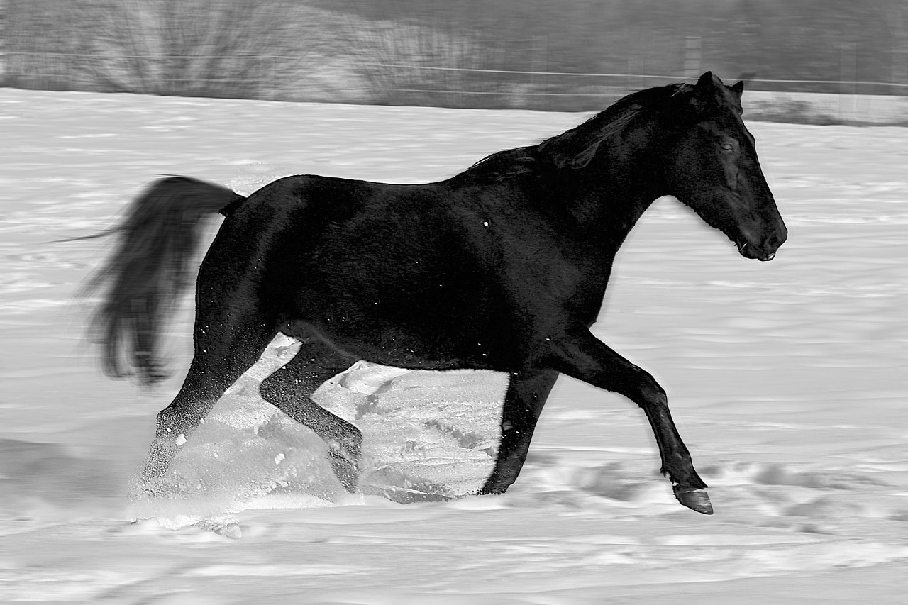 Arabian horse in the snow