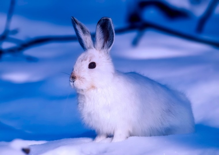 arctic hare food