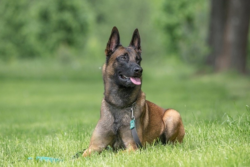 16 Military Dog Breeds (With Pictures) | Pet Keen