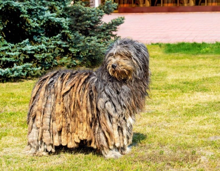 Bergamasco-dog-stands-on-the-green-grass