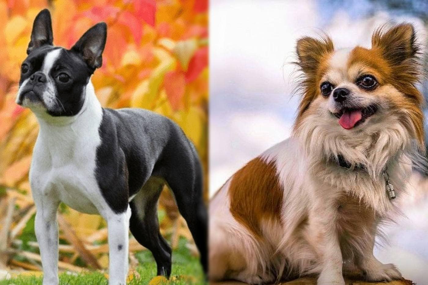 Bochi (Boston Terrier & Chihuahua Mix) parent image