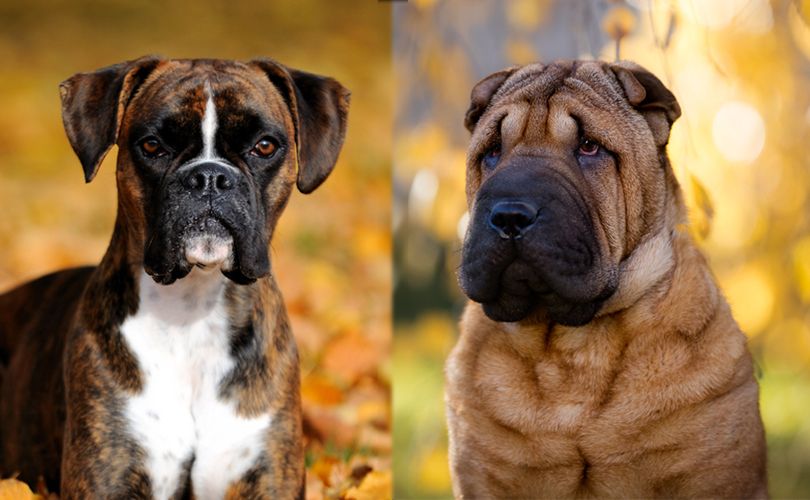 Boxpei (Boxer Shar-Pei Mix): Pictures, Guide, Info, Care & More! | Pet Keen