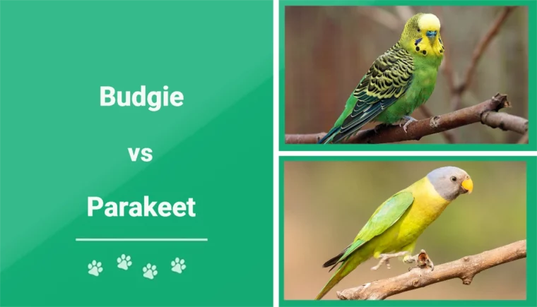 Budgie vs Parakeet - Featured Image
