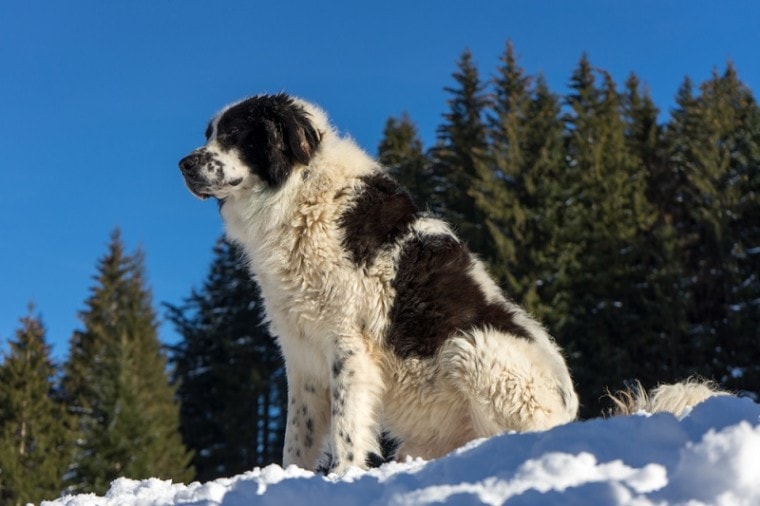 Romanian,Shepherd,Dog,In,The,Forest,,On,A,Sunny,Winter