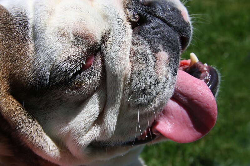 Bulldog with cherry eye pixabay closeup