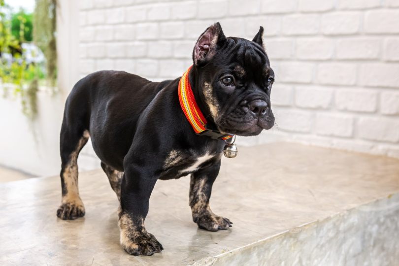 Bullypit dog_kong-foto_Shutterstock