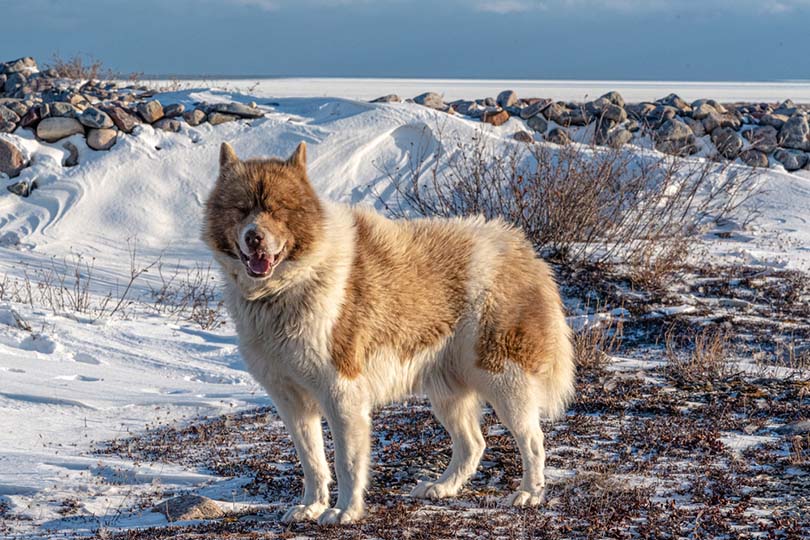 Canadian Eskimo dog seen on the shores