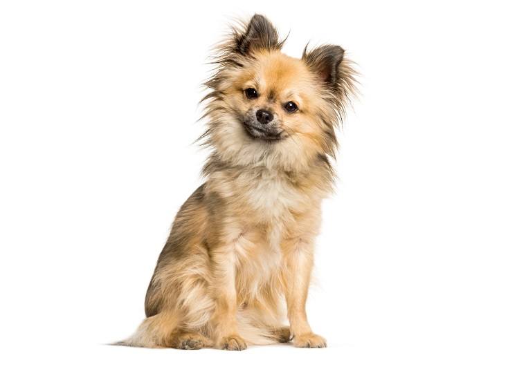 Chi-Chi (Chinese Crested & Chihuahua Mix) - Pet Keen