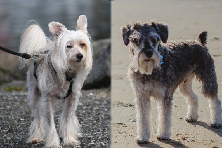 Chinese Crested and Miniature Schnauzer