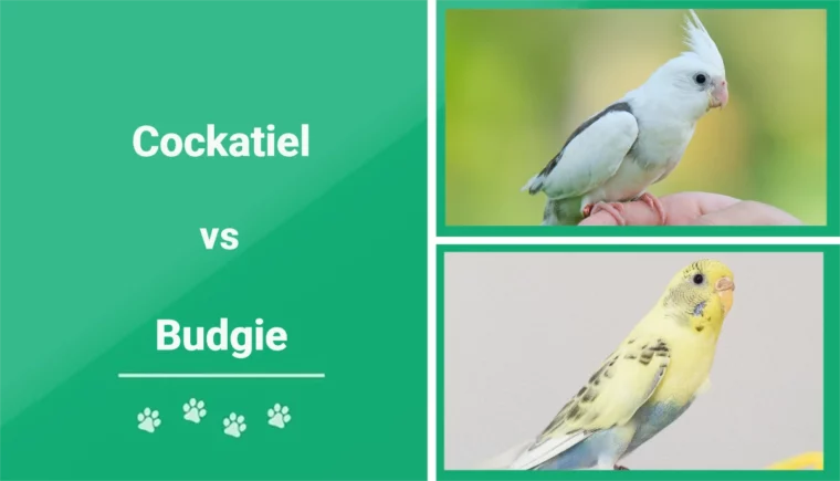 Cockatiel vs Budgie - Featured Image