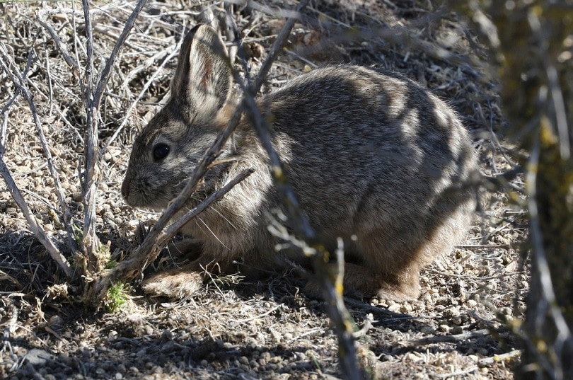 Columbia Basin Pygmy Rabbit Foraging_Randy Bjorklund_shutterstock