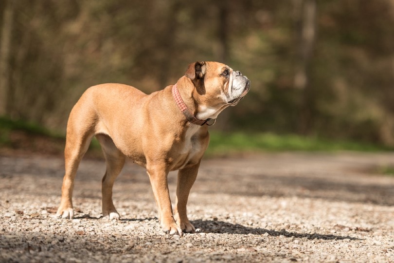 Continental Bulldog: Complete Guide, Info, Pictures, Care & More! | Pet Keen