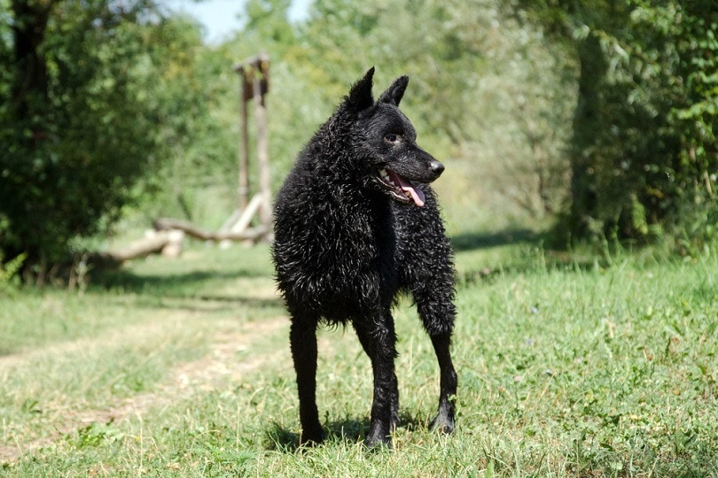 Croatian Sheepdog standing on grass
