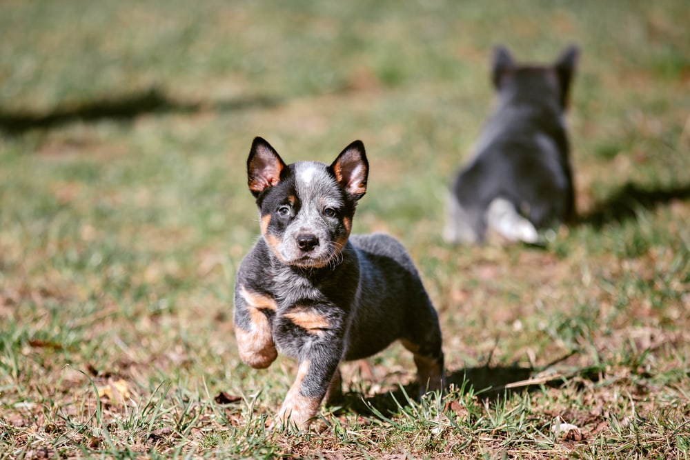 Australian Cattle Dog Breed: Pictures, Info, Care Guide & Traits | Pet Keen