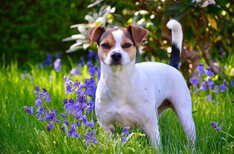 Danish Swedish Farmdog Breed Guide: Pictures, Info, Care & More! | Pet Keen