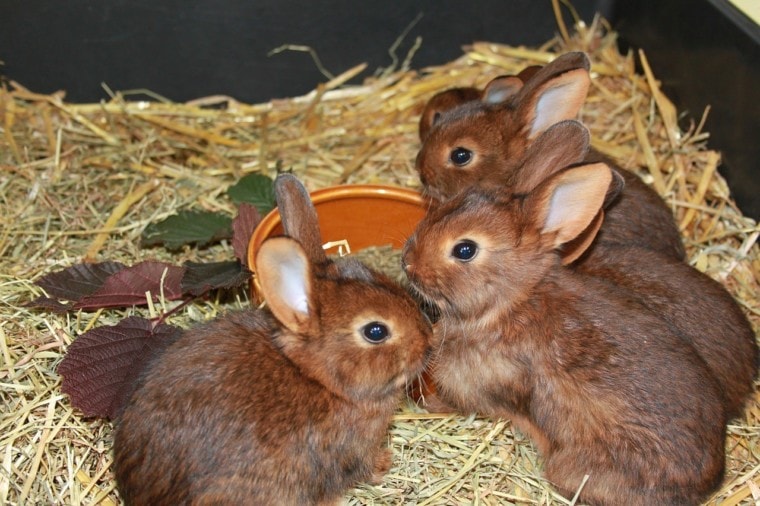 Deilenaar Rabbits