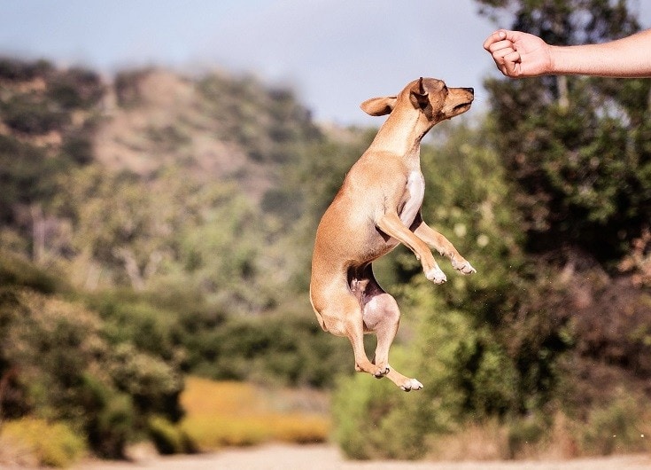 How High Can a Dog Jump? | Pet Keen
