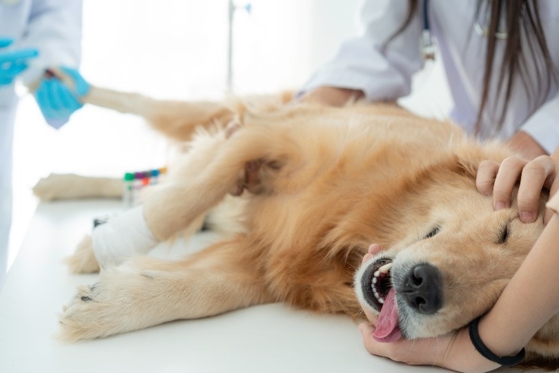 पशु चिकित्सा उपचार के साथ कुत्ता संज्ञाहरण