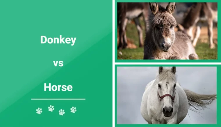 Donkey vs Horse - Featured Image