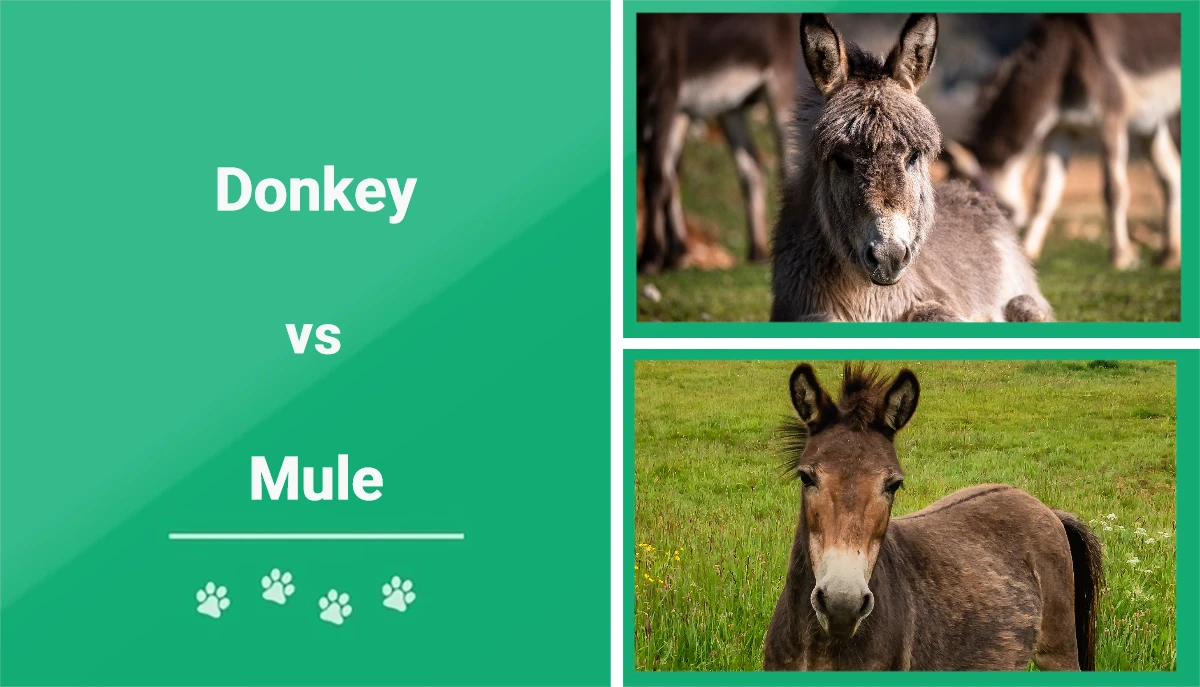 Donkey vs Mule: What’s the Difference? (With Pictures) | Pet Keen