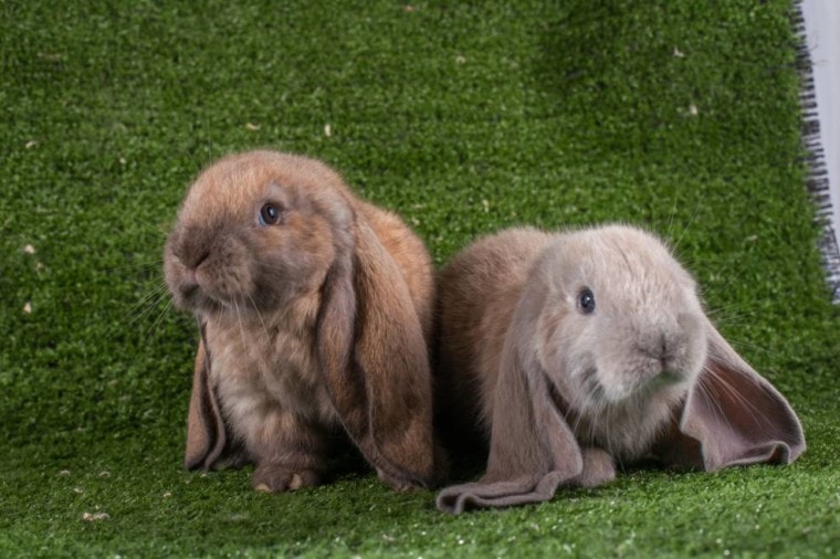 English Lop rabbits