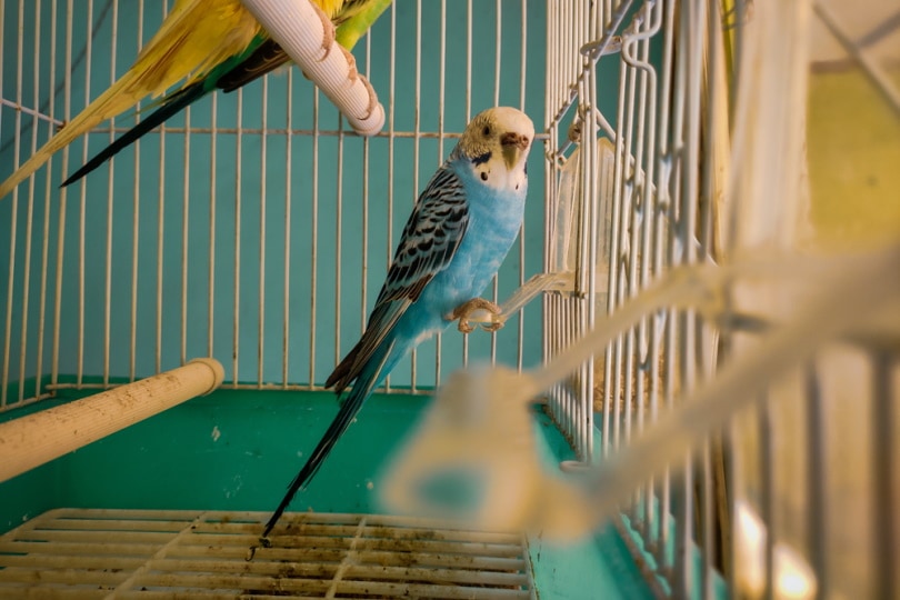 English budgie inside a cage