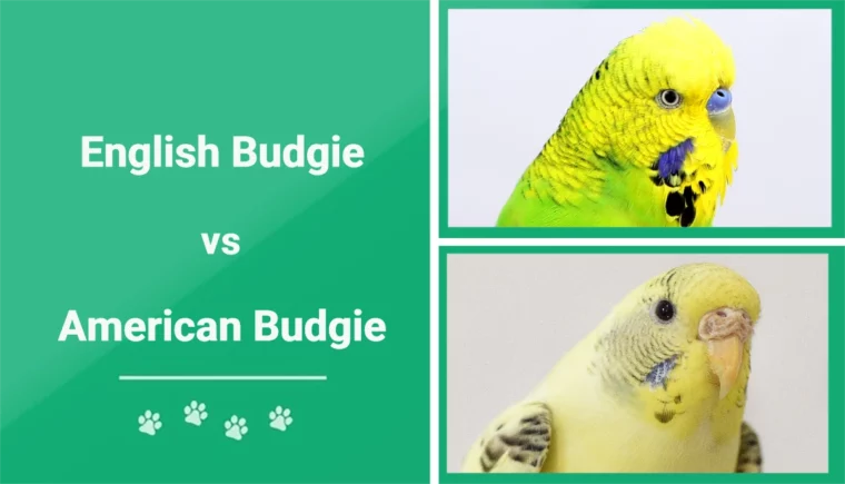 English vs American Budgie - Featured Image