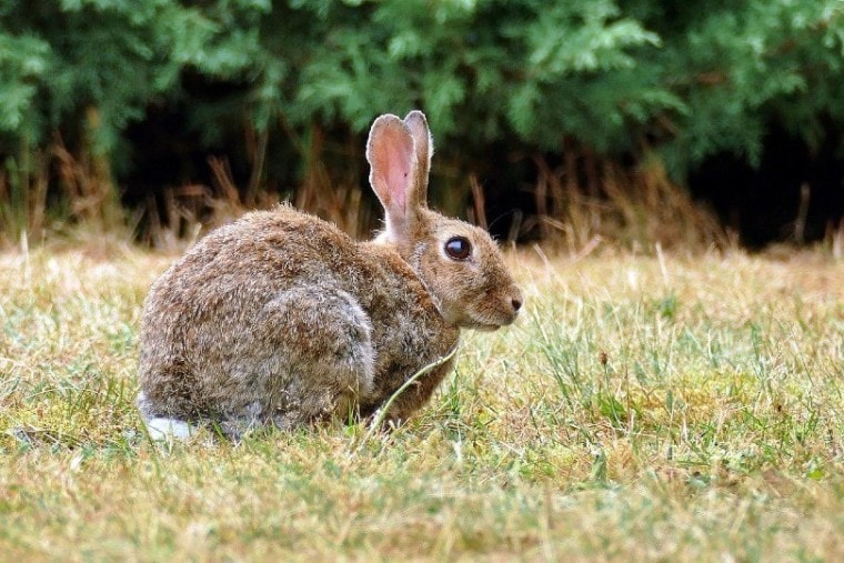 European Hare sitting on grass