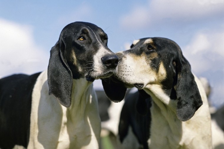 French White and Black Hound dogs