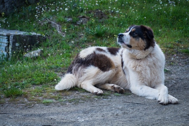 are greek hounds wary around strangers