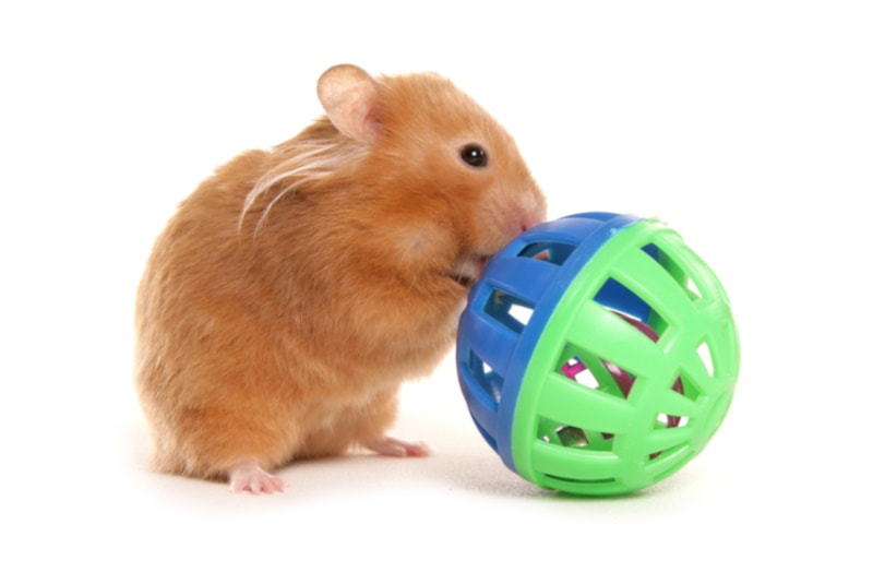 Hamster playing with toy ball